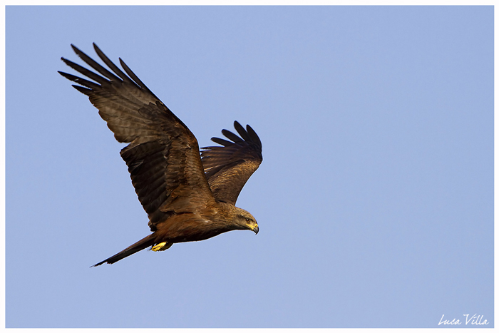 Nibbio bruno - Milvus migrans